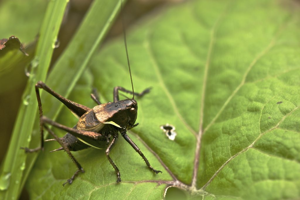 Pholidoptera aptera